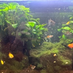 熱帯魚飼育セット2点（ミッキーマウスプラティ）の画像