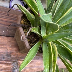 アガベ　ベネズエラ　大株！　育てやすく見栄えするアガベの画像