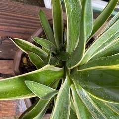 アガベ　ベネズエラ　大株！　育てやすく見栄えするアガベの画像