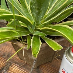 アガベ　ベネズエラ　大株！　育てやすく見栄えするアガベの画像