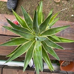 アガベ　ベネズエラ　大株！　育てやすく見栄えするアガベの画像