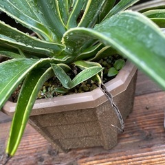 アガベ　ベネズエラ　大株！　育てやすく見栄えするアガベ　デスメティアーナの画像