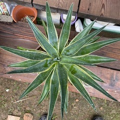 アガベ　ベネズエラ　大株！　育てやすく見栄えするアガベ　デスメティアーナの画像
