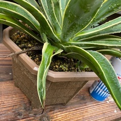 アガベ　ベネズエラ　大株！　育てやすく見栄えするアガベ　デスメティアーナの画像