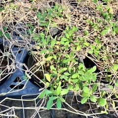 姫イワダレソウ　グランドカバーの画像