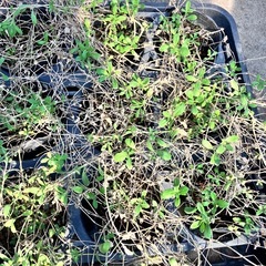 姫イワダレソウ　グランドカバーの画像