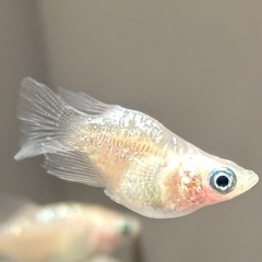 メダカ無人販売⭐︎100円セール中⭐︎の画像