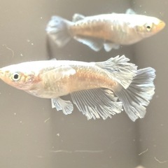 メダカ無人販売⭐︎100円セール中⭐︎の画像