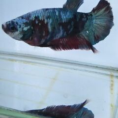 ★プラカット鯉ベタ♂★の画像