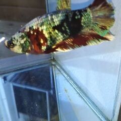 ★プラカット鯉ベタ♂★の画像