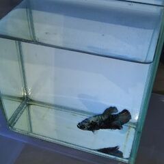 ★プラカット鯉ベタ♂★の画像