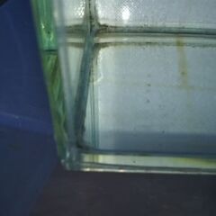 ★プラカット鯉ベタ♂★の画像