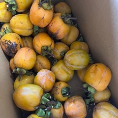 西条柿　吊るし柿　5キロ¥2,000の画像