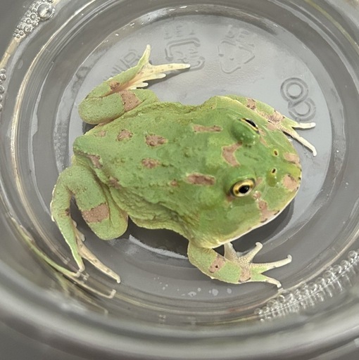 バジェウェルガエル(バジェット×クランウェル)