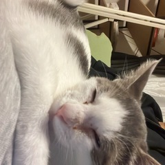 里親募集します、私の事情でこの猫ちゃんを飼うことが困難とな…