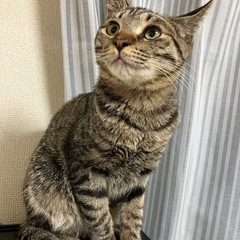 6ヶ月齢★キャンドルテール♪ツンデレキジトラくん★