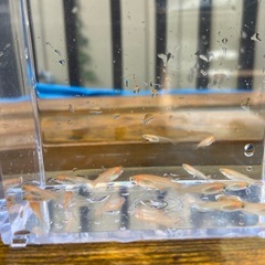 【めだか】 針子 ミックス 30匹の画像