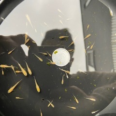 （めだか） 稚魚 ミックス30匹の画像