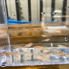 （めだか） 稚魚 ミックス30匹の画像