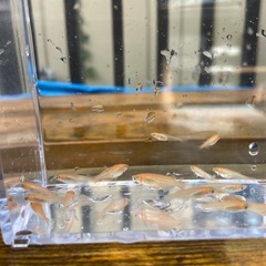 （めだか） 稚魚 ミックス30匹の画像