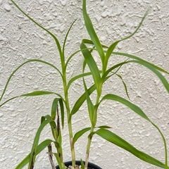 【洋蘭原種】Neobenthamia.gracilis 分株 珍品 花芽付の画像