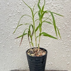 【洋蘭原種】Neobenthamia.gracilis 分株 珍品 花芽付の画像