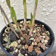 【洋蘭原種】Neobenthamia.gracilis 分株 珍品 花芽付の画像