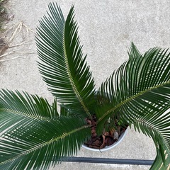 ソテツ【取引中】　の画像