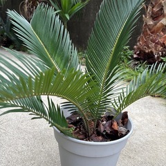 ソテツ【取引中】　の画像