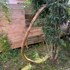 大きな流木１本の画像