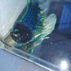 ★ベタ★の画像