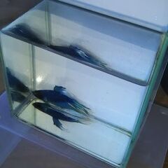 ★ベタ★の画像