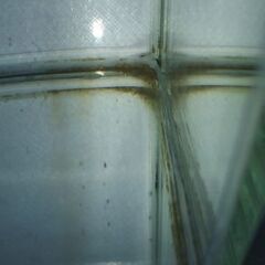 ★ベタ★の画像