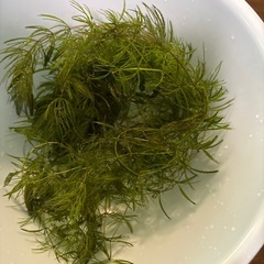 国産マツモ　【無農薬！】　🤗の画像