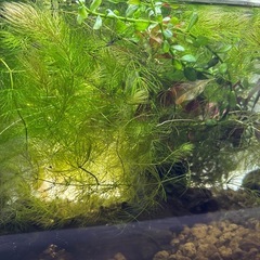 国産マツモ　【無農薬！】　🤗の画像