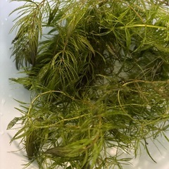 国産マツモ　【無農薬！】　🤗の画像