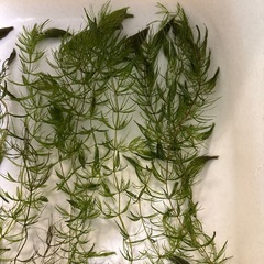 国産マツモ　【無農薬！】　🤗の画像