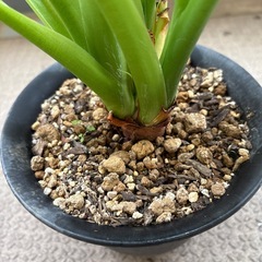 クワズイモ　の画像