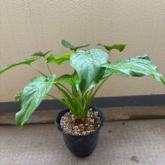 クワズイモ　の画像