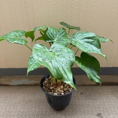 クワズイモ　の画像