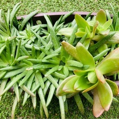 🌿多肉植物/爪蓮華、火祭り
の画像