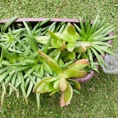 🌿多肉植物/爪蓮華、火祭り
の画像