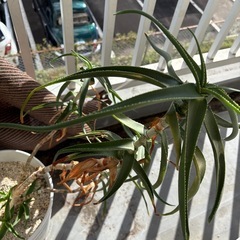 アロエ　観葉植物の画像
