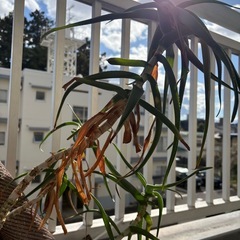 アロエ　観葉植物の画像