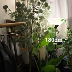 フェイク観葉植物 高さ色々　四つの画像