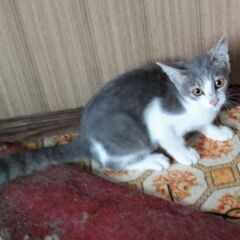 子猫を家族に迎えてくださる方を募集しています（代理掲載）