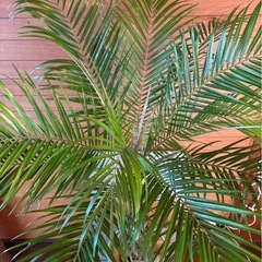 フェニックスロベレニー①の画像