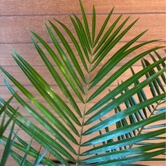 フェニックスロベレニー①の画像