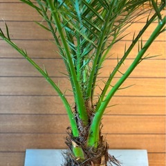 フェニックスロベレニー①の画像