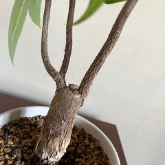 観葉植物 パキラ の画像